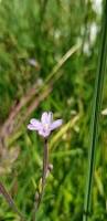 Attēlu rezultāti vaicājumam “Epilobium palustre”