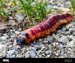 Attēlu rezultāti vaicājumam “Cossus cossus imago”