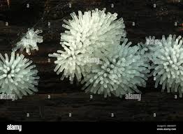 Attēlu rezultāti vaicājumam “Ceratiomyxa fruticulosa spores”