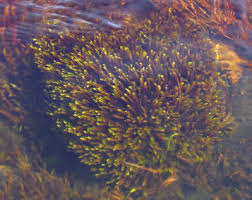 Attēlu rezultāti vaicājumam “Platyhypnidium riparioides”