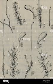 Attēlu rezultāti vaicājumam “Meesia triquetra”