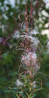 Image result for Epilobium angustifolium