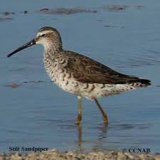 Image result for Calidris himantopus