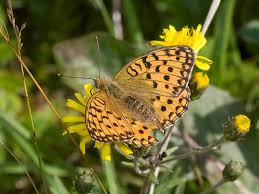 Attēlu rezultāti vaicājumam “Argynnis niobe underside”