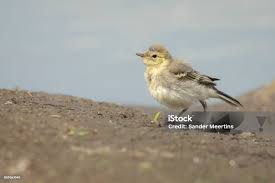 Image result for Motacilla alba