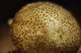 Attēlu rezultāti vaicājumam “Lycogala convexum”