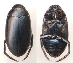 Attēlu rezultāti vaicājumam “Ilybius sp.”