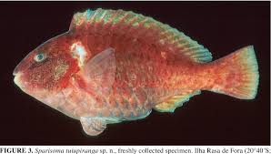 Image result for Sparisoma frondosum