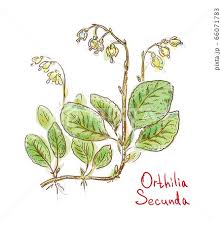 Attēlu rezultāti vaicājumam “Orthilia secunda”