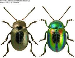 Attēlu rezultāti vaicājumam “Chrysolina fastuosa”