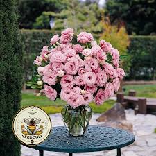 Image result for Alcea rosea `Appleblossom`