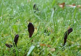 Attēlu rezultāti vaicājumam “Geoglossum sp.”