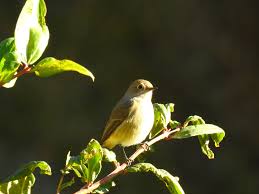 Attēlu rezultāti vaicājumam “Nycteola sp.”