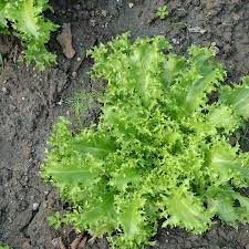 Image result for Endivie