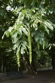 Attēlu rezultāti vaicājumam “Pterocarya fraxinifolia leaf”