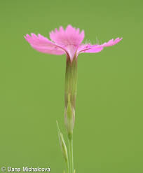 Attēlu rezultāti vaicājumam “Dianthus deltoides bud”