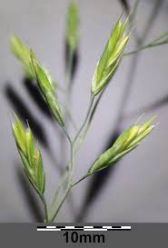 Attēlu rezultāti vaicājumam “Festuca rubra subsp. rubra”