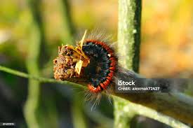 Attēlu rezultāti vaicājumam “Macrothylacia rubi”