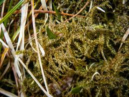 Attēlu rezultāti vaicājumam “Rhytidiadelphus subpinnatus”