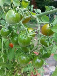 Afbeeldingsresultaat voor oranje van goeienbier tomato