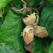 Attēlu rezultāti vaicājumam “Corylus avellana fruit”