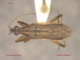 Attēlu rezultāti vaicājumam “Nabidae”