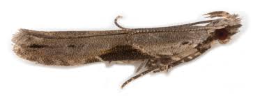 Attēlu rezultāti vaicājumam “Hypatima rhomboidella”