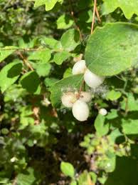 Attēlu rezultāti vaicājumam “Symphoricarpos albus fruit”