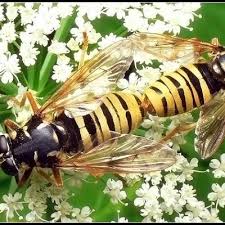 Attēlu rezultāti vaicājumam “Temnostoma vespiforme”