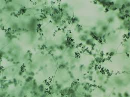 Attēlu rezultāti vaicājumam “Diderma testaceum spores”