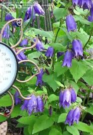 Image result for Campanula strigosa