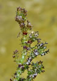 Attēlu rezultāti vaicājumam “Najas tenuissima leaf”