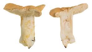 Attēlu rezultāti vaicājumam “Hydnum rufescens”