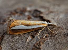 Attēlu rezultāti vaicājumam “Catoptria margaritella”