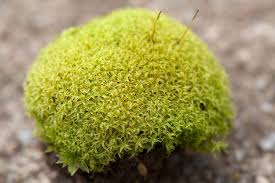 Attēlu rezultāti vaicājumam “Pottiales”