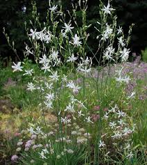 Attēlu rezultāti vaicājumam “Anthericum ramosum”