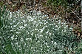 Image result for cerastium tomentosum