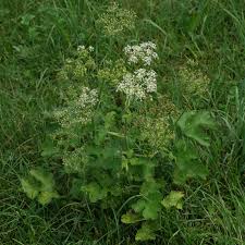 Attēlu rezultāti vaicājumam “Heracleum sphondylium subsp. sibiricum”