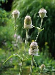 Image result for Dipsacus silvestris