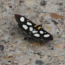 Attēlu rezultāti vaicājumam “Anania funebris”