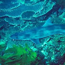 Image result for Furgaleus macki