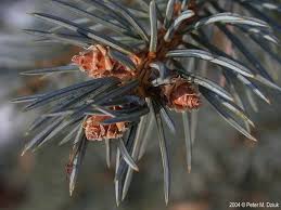 Attēlu rezultāti vaicājumam “Picea pungens”