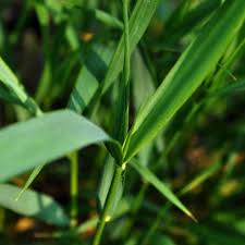 Attēlu rezultāti vaicājumam “Elytrigia repens leaf”