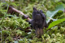 Attēlu rezultāti vaicājumam “Helvella lacunosa”