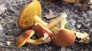 Attēlu rezultāti vaicājumam “Xerocomus rubellus”