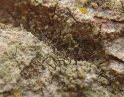 Attēlu rezultāti vaicājumam “Chaenotheca phaeocephala”