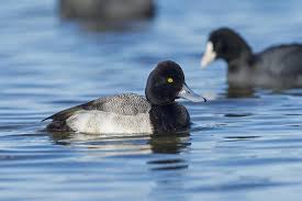 Image result for Aythya affinis