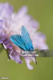 Attēlu rezultāti vaicājumam “Adscita statices”