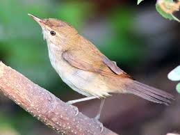 Attēlu rezultāti vaicājumam “Acrocephalus dumetorum”