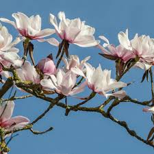 Attēlu rezultāti vaicājumam “Mollisia amenticola”